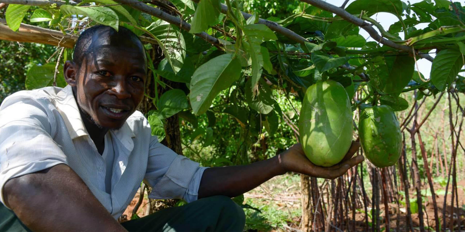 Isaya Mwita aus Tansania bei der Ernte